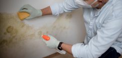 What Are the Dangers of Mold in Your Home?